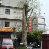 00013 芎林樹