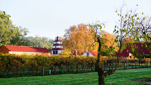 Tahbilk Autumn Resized.jpg