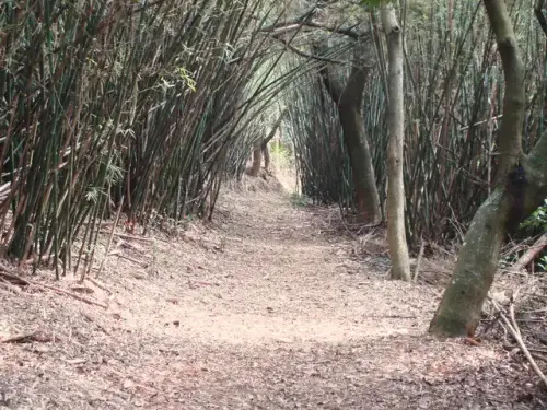 00020 三段崎古道，竹林夾徑.webp