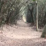 00020 三段崎古道，竹林夾徑