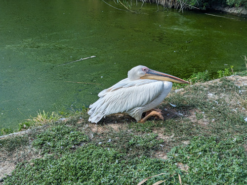 PXL 20230723 133128249