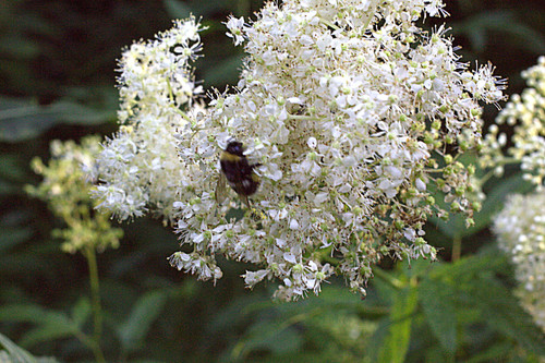 IMG 4947.jpg