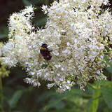 IMG 4947