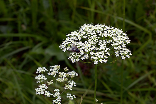 IMG 4944.jpg