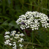 IMG 4944
