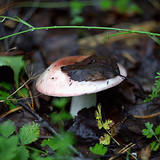 IMG 4975