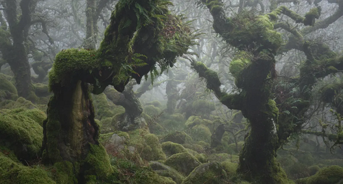 Screenshot 2023 07 30 at 10 00 38 mysical trees landscape photography neil burnell 01.jpg (WEBP Imag.png