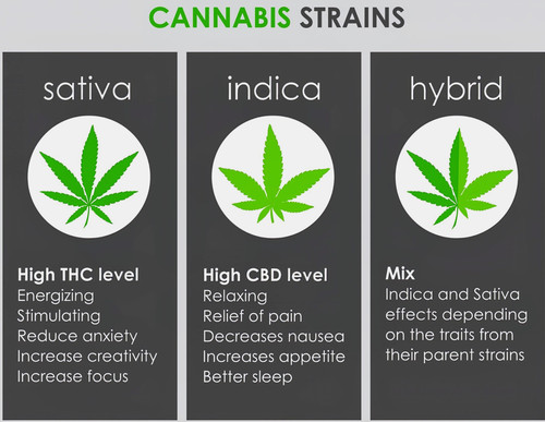 differences between sativa indica hybrid scaled~2.jpg
