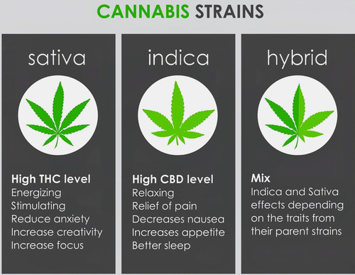 differences between sativa indica hybrid scaled~2