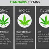 differences between sativa indica hybrid scaled~2