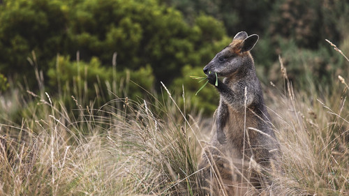 Wallabie.jpg