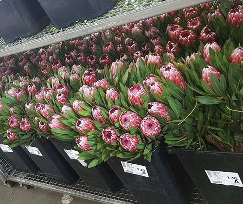 Did somebody screamed NATIVES!?!?!?!? We heard you.?? Here's a trolley full of Pink Ice proteas, all