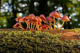 Gourmet Mushrooms.jpg