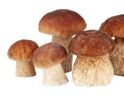 Psilocybe Cubensis.jpg