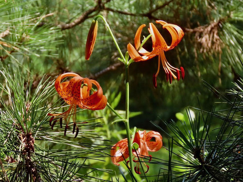 osahirofumi deepies!!.jpg