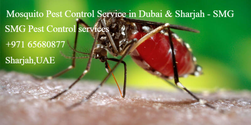 Mosquito Pest Control Service in Dubai & Sharjah.png