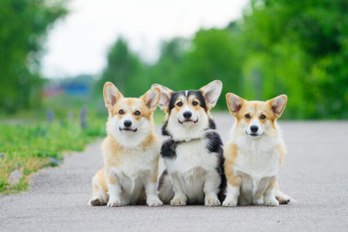 Looking for Corgi puppies for sale near me? Littlecorgipuppies offer finest mini pedigree corgi puppies home in the United States. We find Pembroke Welsh corgi puppies.

Shop Now: - https://littlecorgipuppies.com/