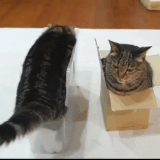 没头脑和不高兴.gif