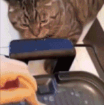 猫猫吃瘪，欢乐一天.gif
