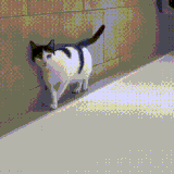 少侠轻功不错啊.gif