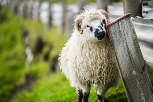 Close-up of faroese sheep..jpg