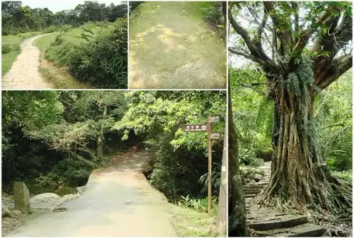 00007 草嶺古道，雀榕.webp