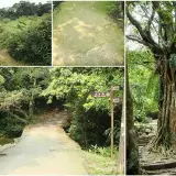 00007 草嶺古道，雀榕