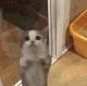 котёнок.gif