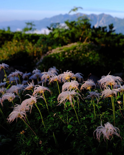 sanyukkun mountain flowers 2 !!