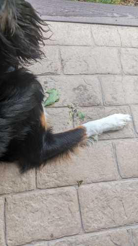 PXL 20230729 115126116