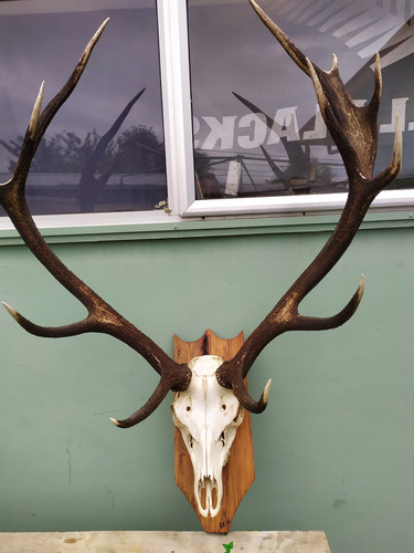 Nick's deer head.jpg