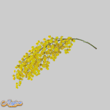 AA14.gif