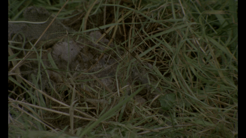 Burial.Ground.The.Nights.of.Terror.1981.2160p.UHD.BluRay.REMUX.DV.HDR.HEVC.DTS HD.MA.1.0 KURiSU 00.1.png