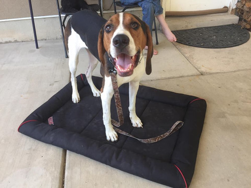 Dog Behavior Kaysville.jpg