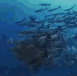 doc62889570 660312150?hash=nl9uhWjwxg1aBeIVVppthAkeyDU80PwOQvXYzaI9Ayw&dl=DzeV5xp19TEE0bkzmCQZxyWq7i.gif