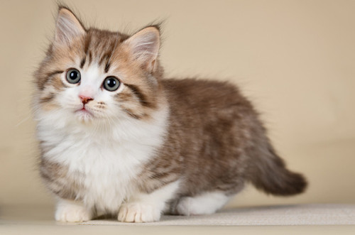 12. Tips Merawat Anak Kucing Munchkin.jpg