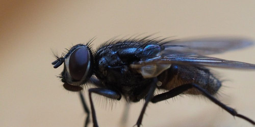 houseflies 3097417333.jpg