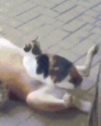sobakot.gif