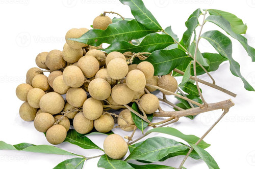 dimocarpus longan on background photo.jpg