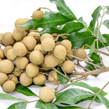 dimocarpus longan on background photo