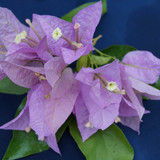 Singapore Pink