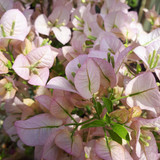 IMG 20210510 WA0001