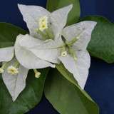 Singapore White 2 1