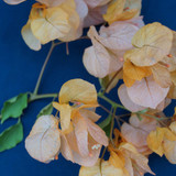 Golden Tanyo scaled