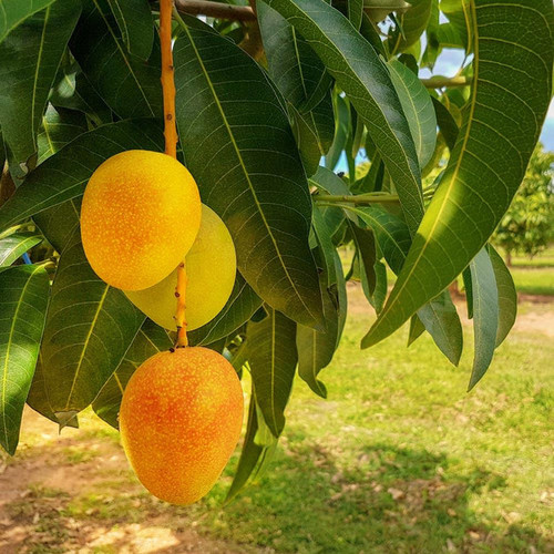 Alphonso Mango 5 FGT 650x.jpg