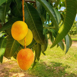 Alphonso Mango 5 FGT 650x