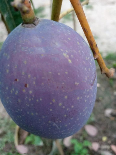 Super Purple.jpg