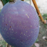 Super Purple