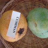 1600px Mango Cushman Asit fs8