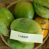 1920px Mango Carrie Asit fs8